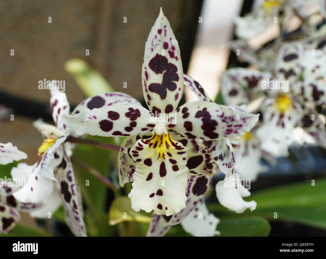 Beautiful white and dark speckled Intergeneric Oncidium hybrid orchid flower Stock Photo