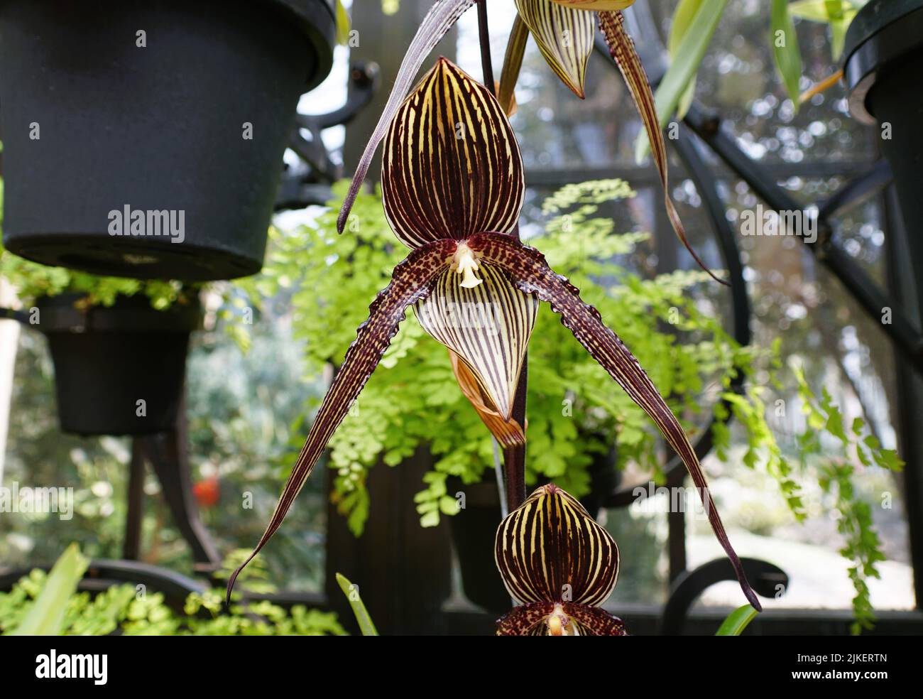 Beautiful long bearded Paphiopedilum hybrid orchid flower Stock Photo
