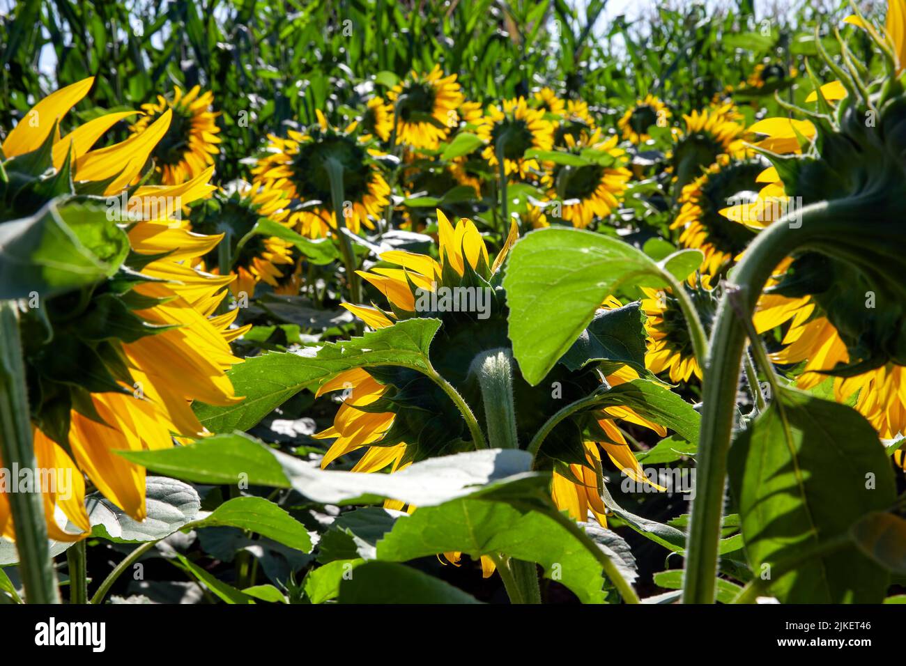 a field with sunflowers during cultivation to harvest sunflower seeds
