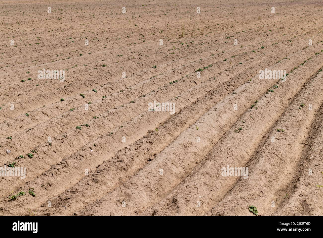 A field with furrows in which potatoes grow, an agricultural field ...