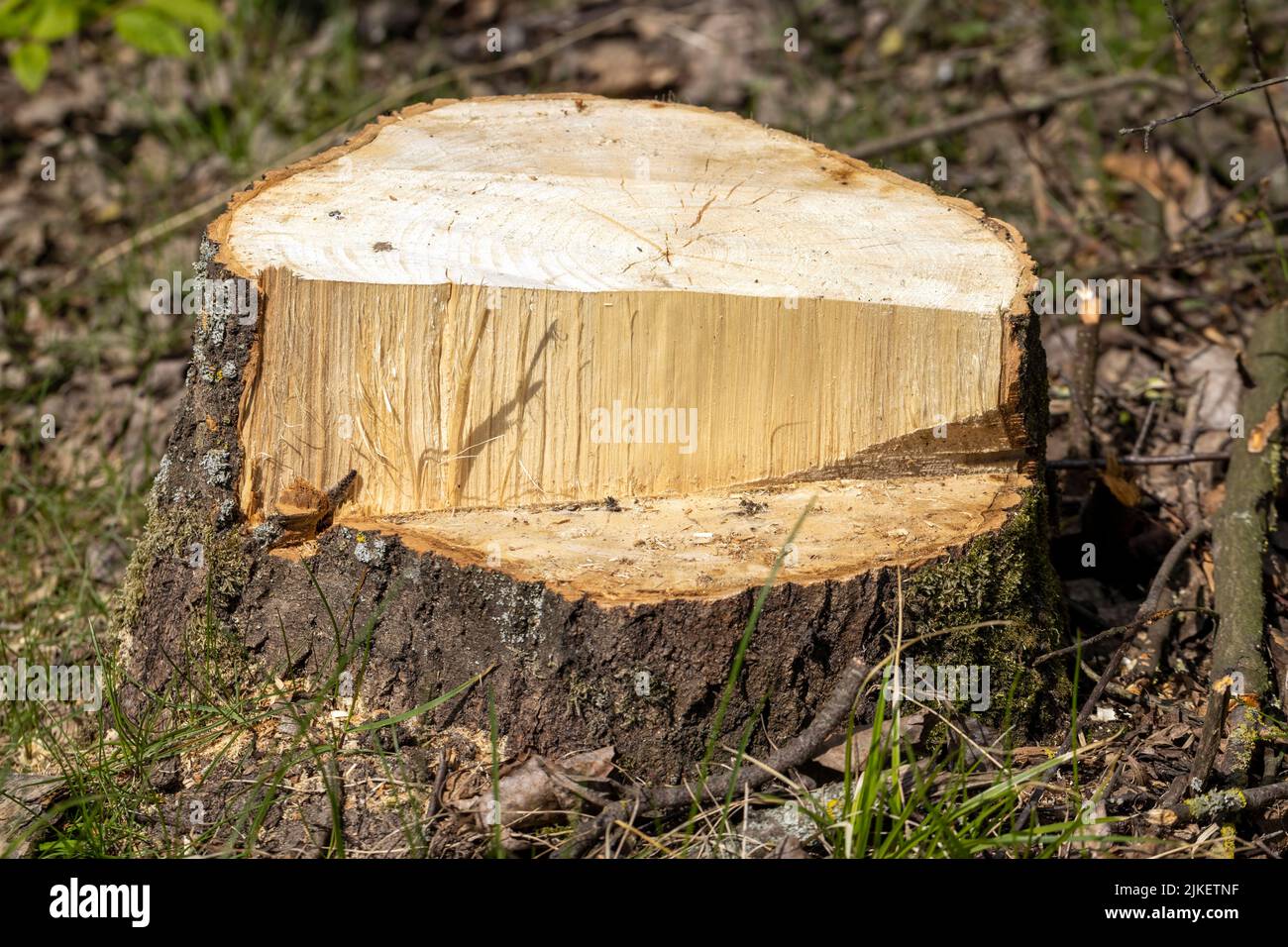 stumps and branches left after logging in the forest, deforestation to