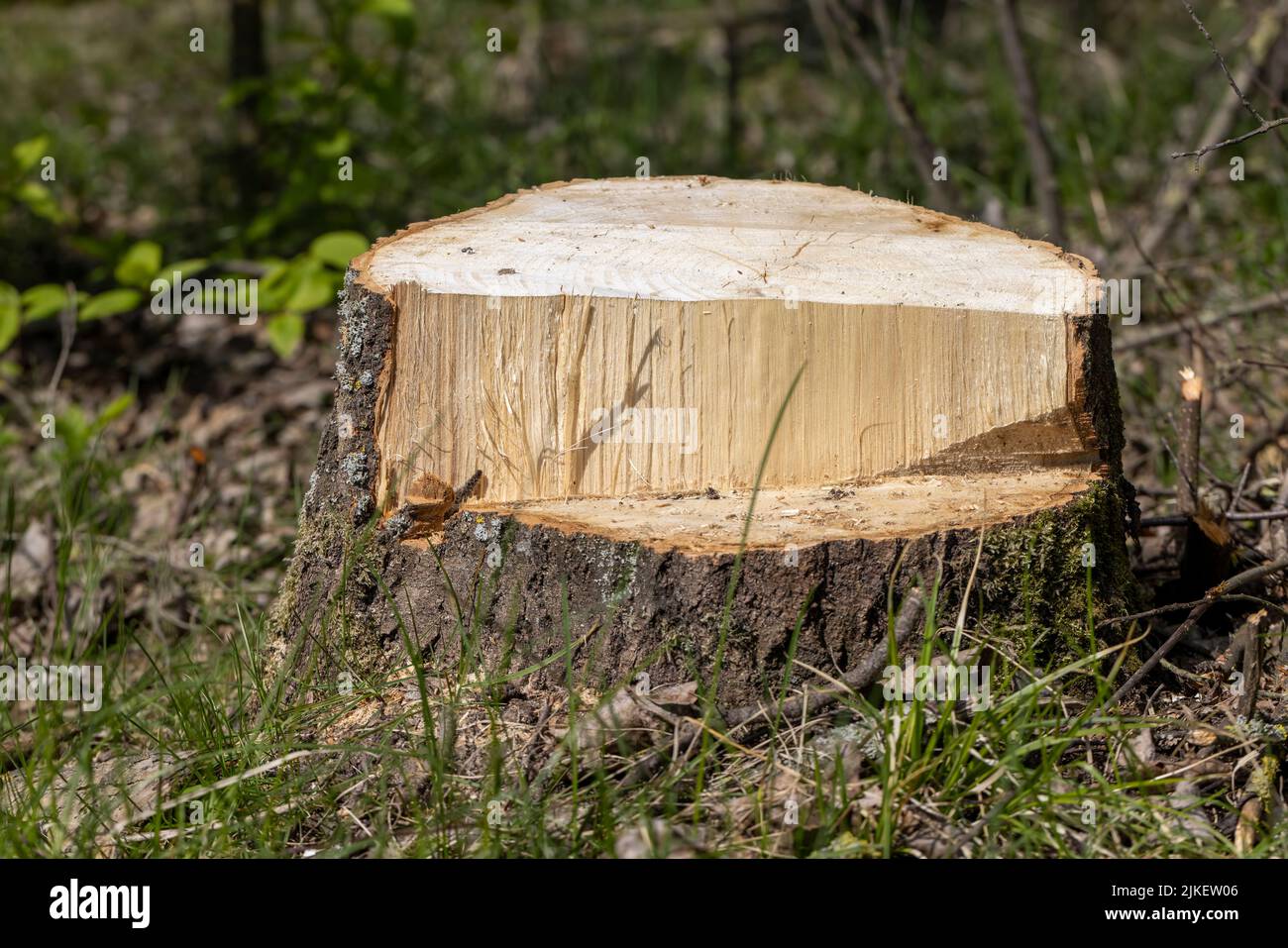stumps and branches left after logging in the forest, deforestation to