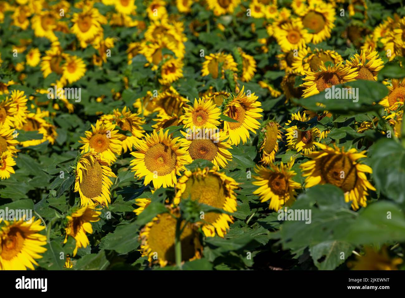 a field with sunflowers during cultivation to harvest sunflower seeds