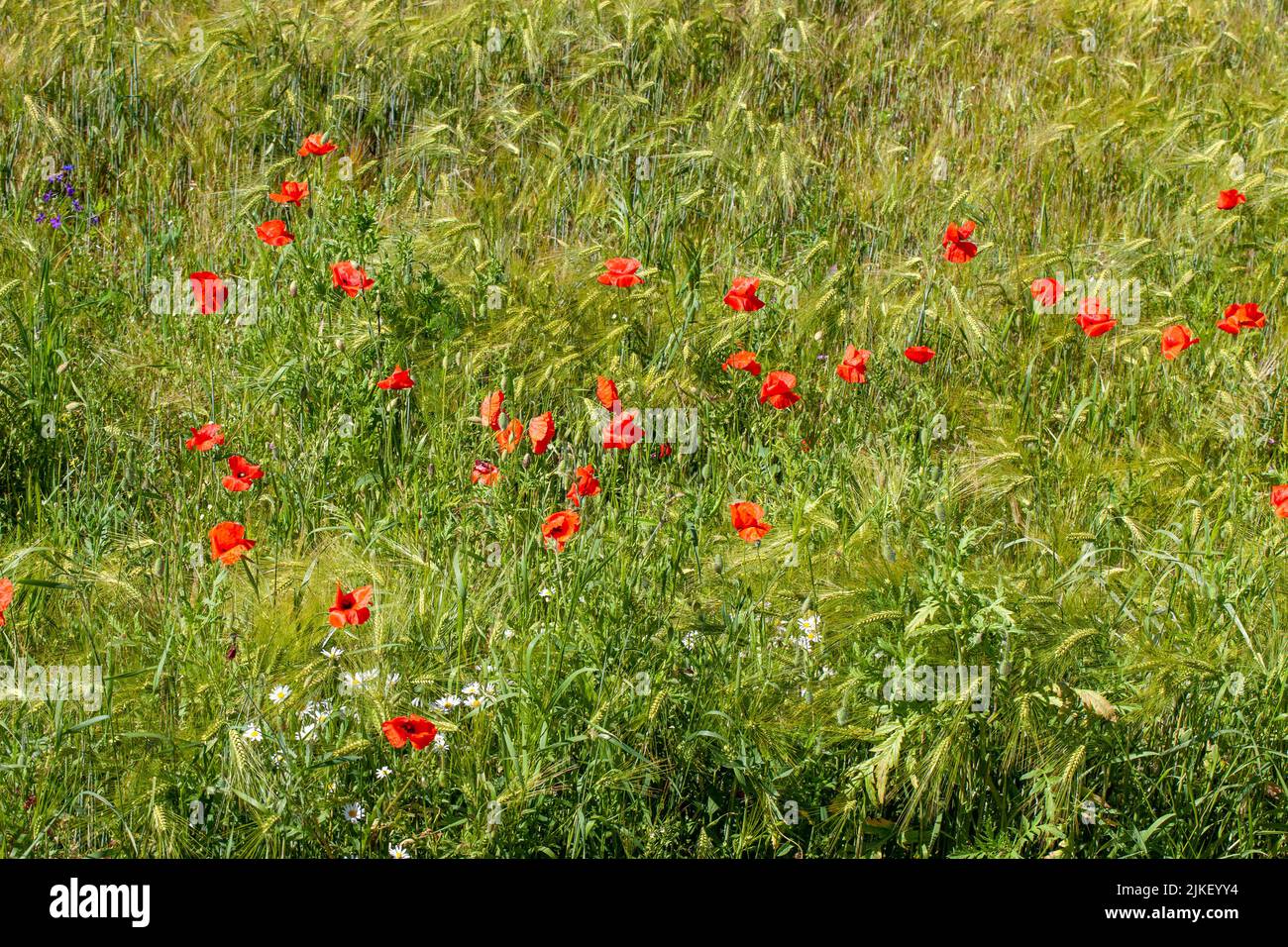 Poppies other weeds growing hi-res stock photography and images - Alamy