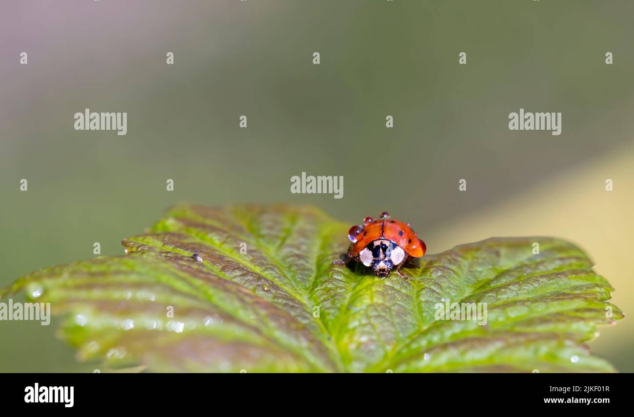 Insect Eating Raspberry Leaves a ladybug sitting on a raspberry leaf in drops of water, an insect ...
