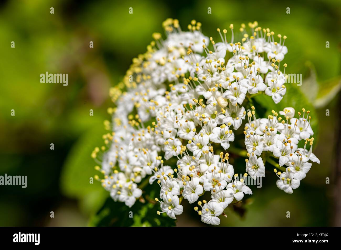 Viburnum lantana flower in meadow, close up Stock Photo Alamy
