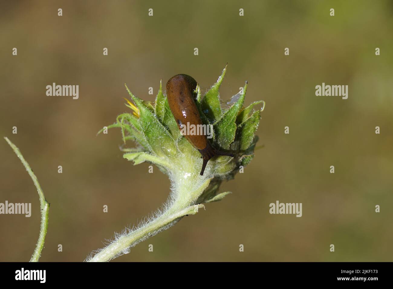 Red slug (Arion rufus) or Spanish slug (Arion vulgaris), family roundback slugs (Arionidae). Feeding on a common sunflower (Helianthus annuus) Stock Photo