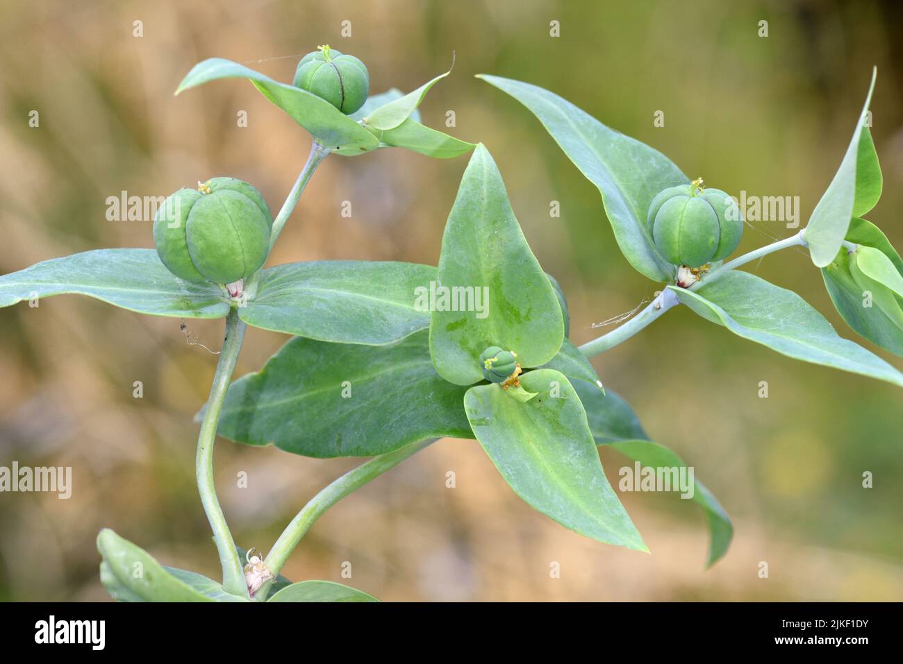 Caper Spurge - Euphorbia lathyris Stock Photo