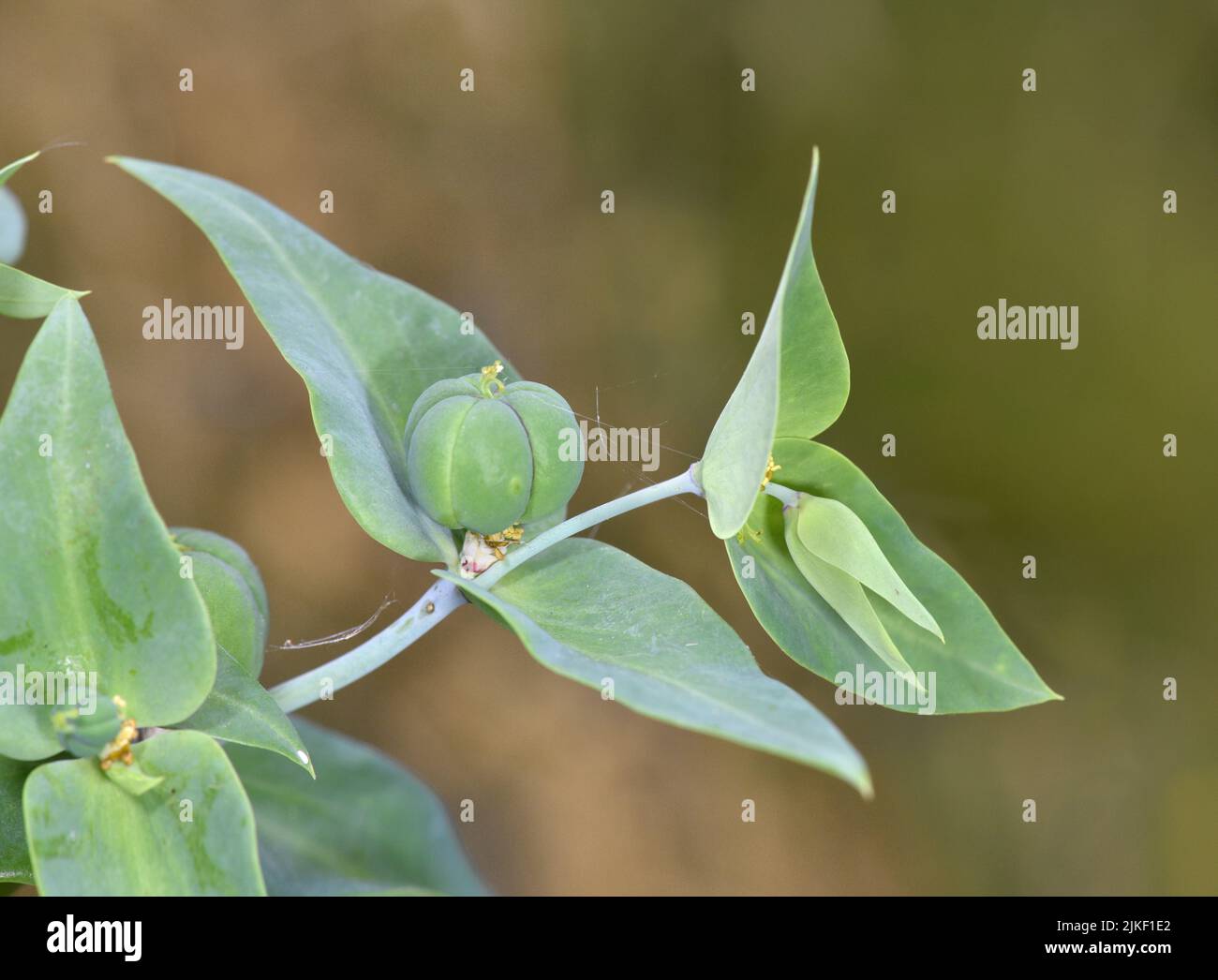 Caper Spurge - Euphorbia lathyris Stock Photo