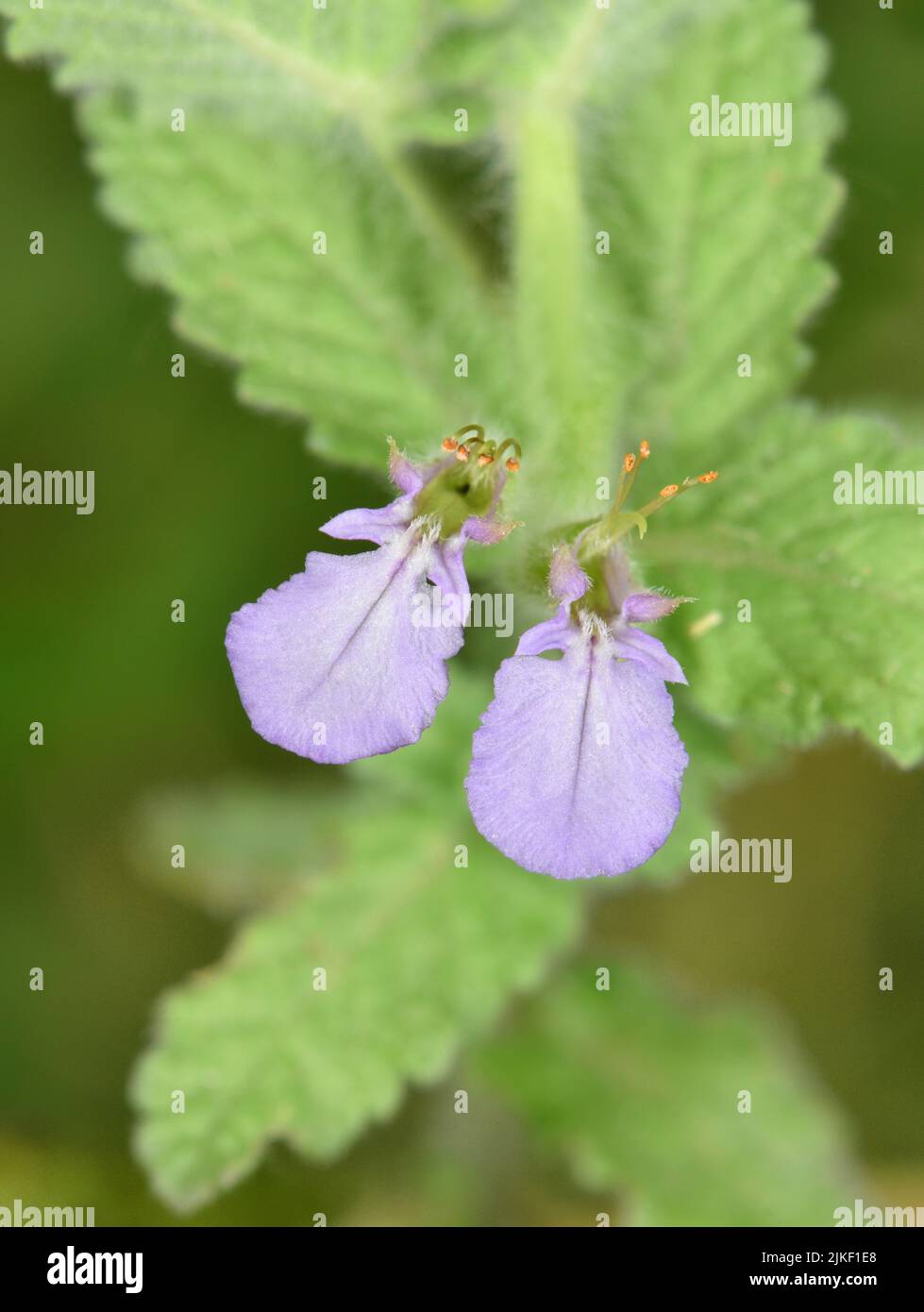 Water Germander - Teucrium scordium Stock Photo