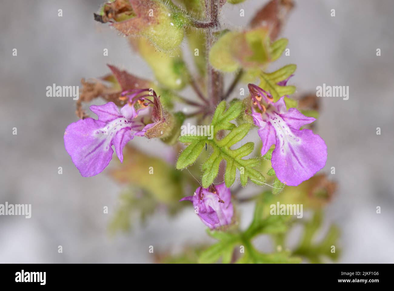 Cut-leaved Germander - Teucrium botrys Stock Photo