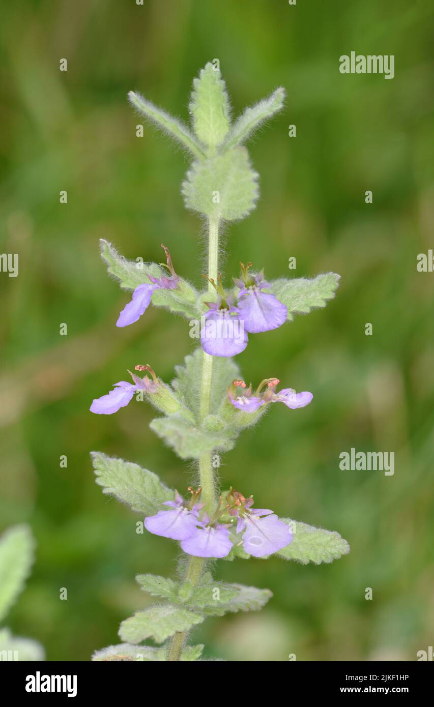 Water Germander - Teucrium scordium Stock Photo