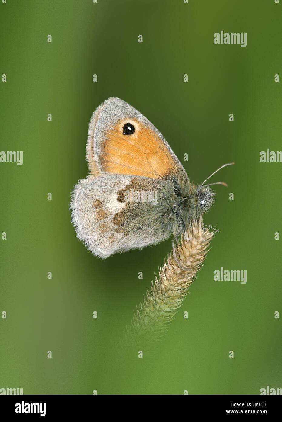 Small Heath - Coenonympha pamphilus Stock Photo