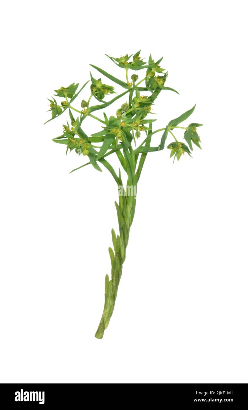 Dwarf Spurge - Euphorbia exigua Stock Photo