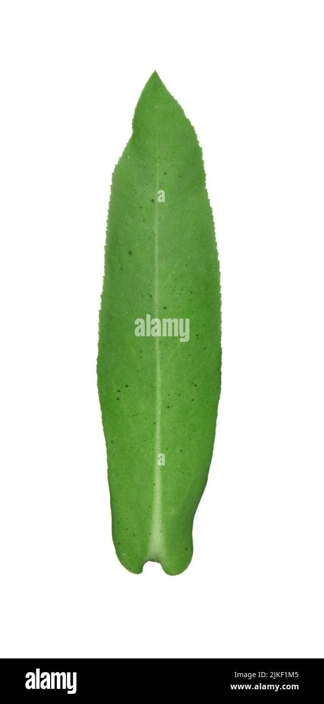 Broad-leaved Spurge - Euphorbia platyphyllos Stock Photo