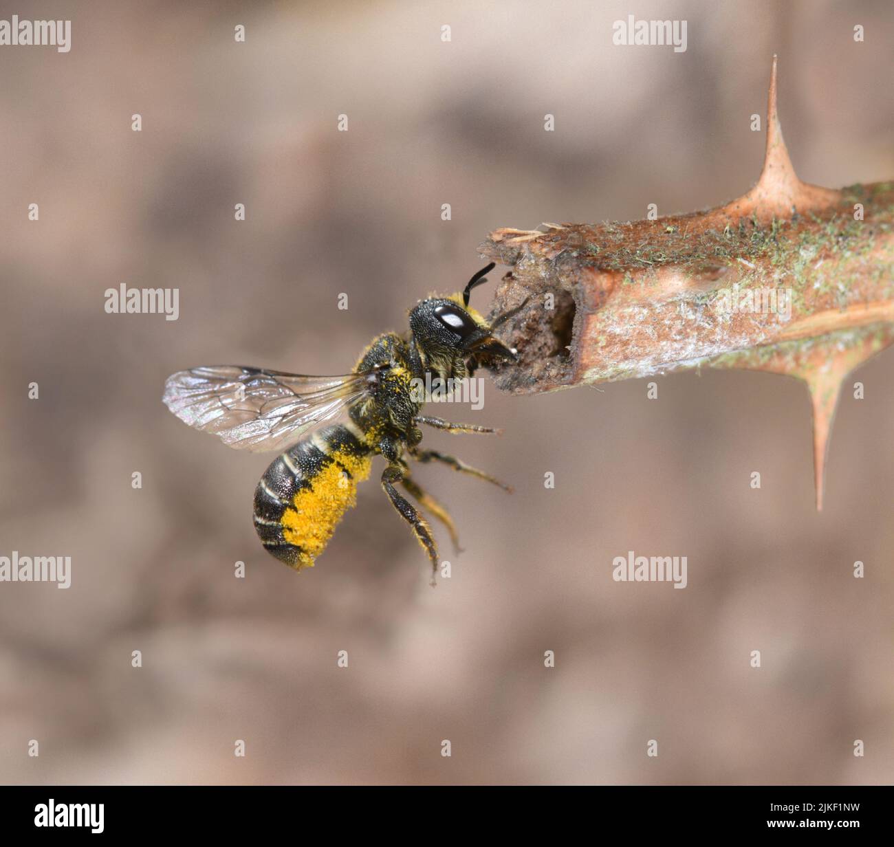 Solitary Bee - Heriades truncorum Stock Photo
