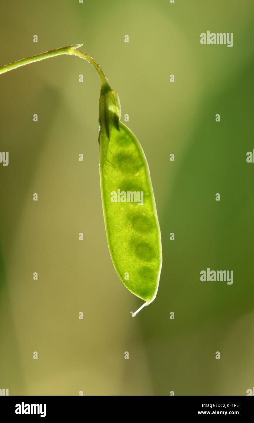 Slender Tare - Ervilia parviflora Stock Photo