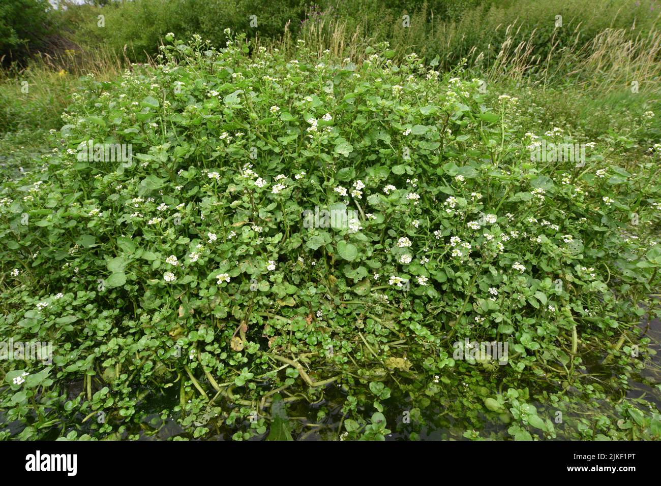 Watercress - Nasturtium officinale Stock Photo