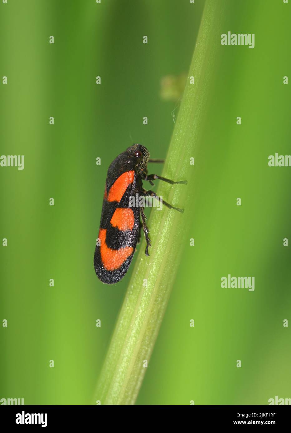 Black-and-red Froghopper - Cercopis vulnerata Stock Photo