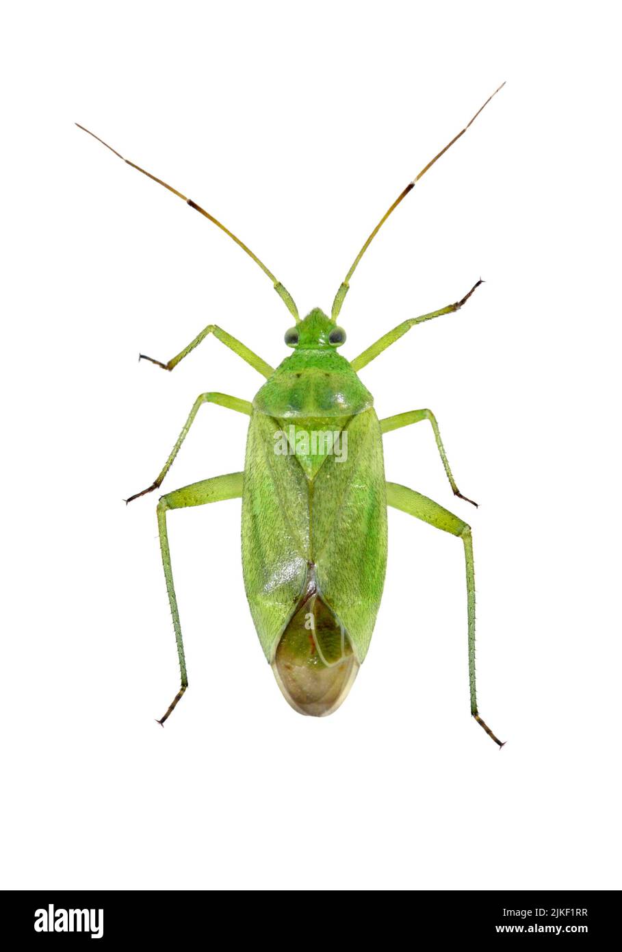 plant bug - family Miridae Stock Photo