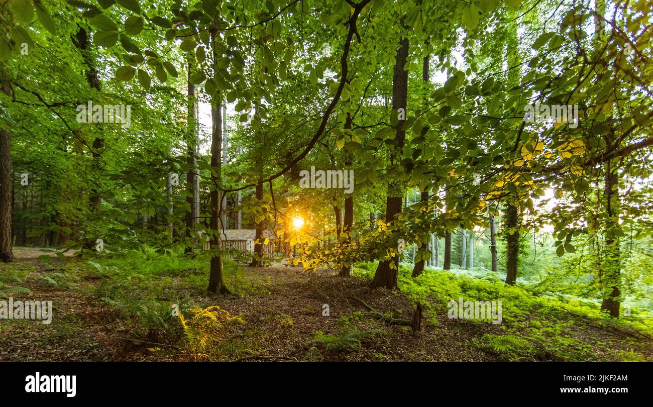 Sunset in the forest, Bracelands, Gloucestershire. UK Stock Photo Alamy