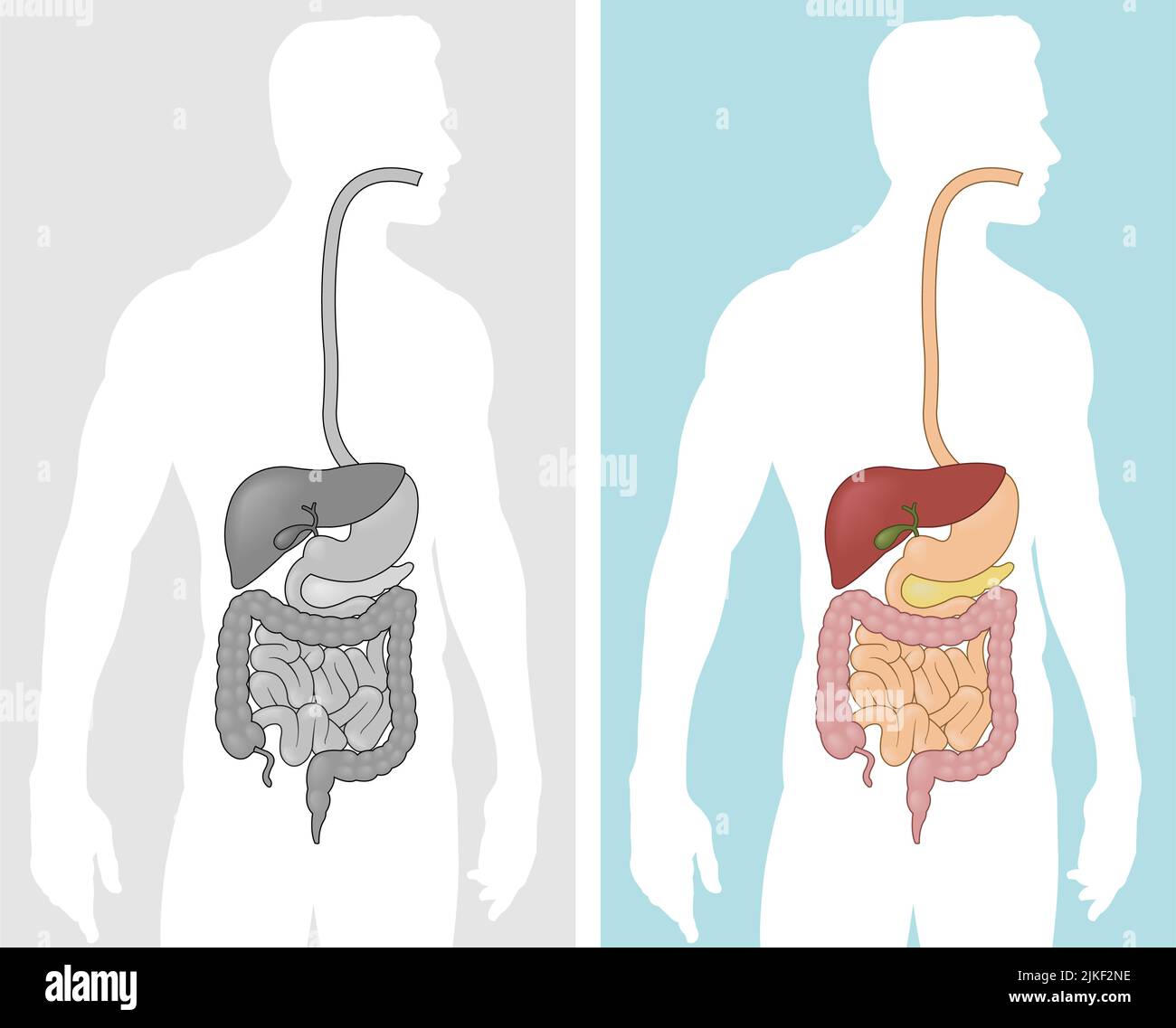 A vector graphic illustration of the human digestive system inside of a male silhouette Stock Vector