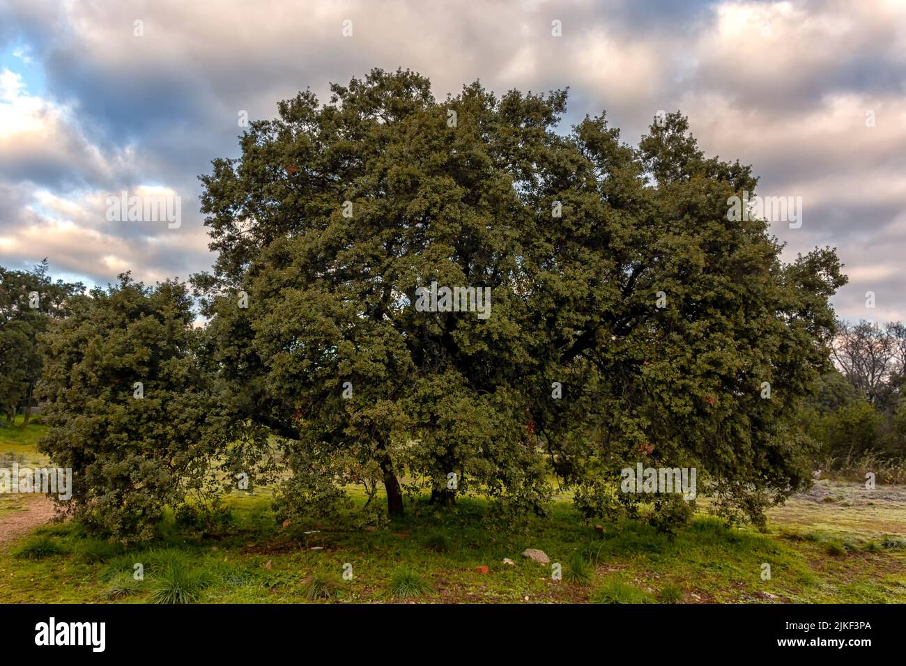 Parque Regional del Curso Medio del río Guadarrama en Galapagar, Comunidad de Madrid, España Stock Photo