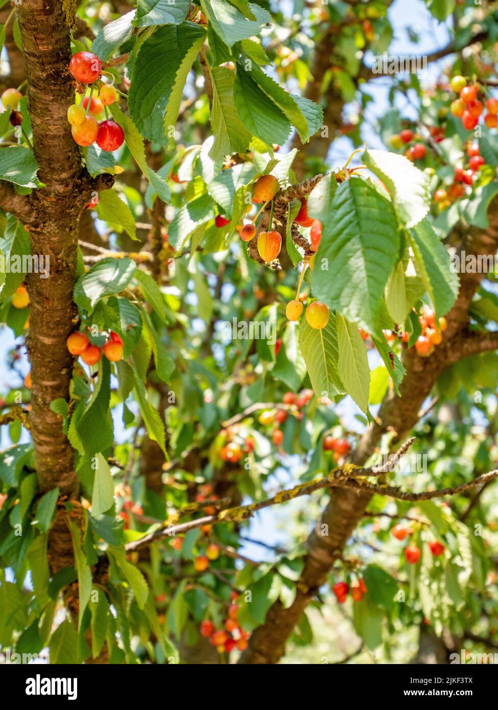 Green cherry fruits hi-res stock photography and images - Alamy