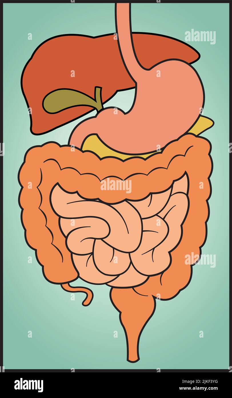 A graphic vector illustration of the human digestive system. Stock Vector