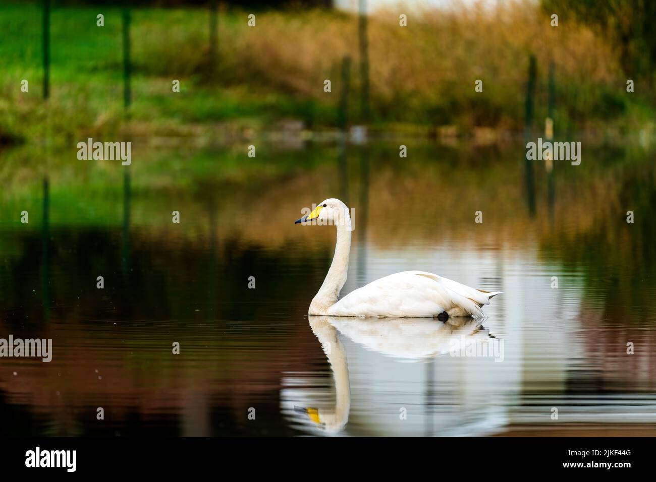 A beautiful view of a graceful swan floating in the lake Stock Photo