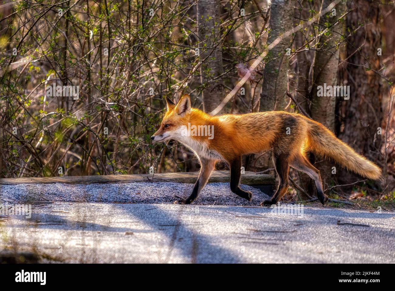 A furry fox walking on the ground on a sunny day Stock Photo