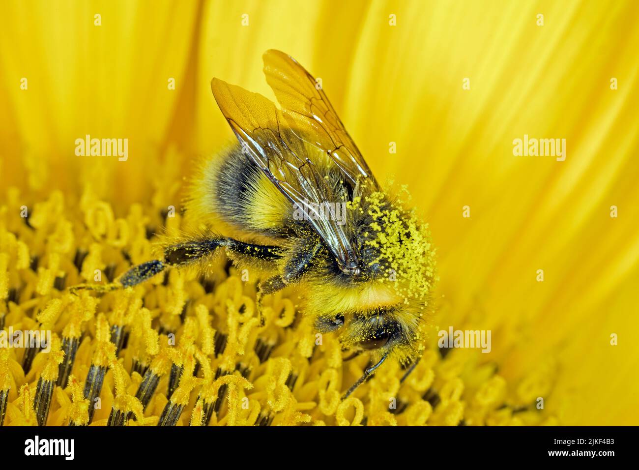 Bumble-bee on a sunflower Stock Photo