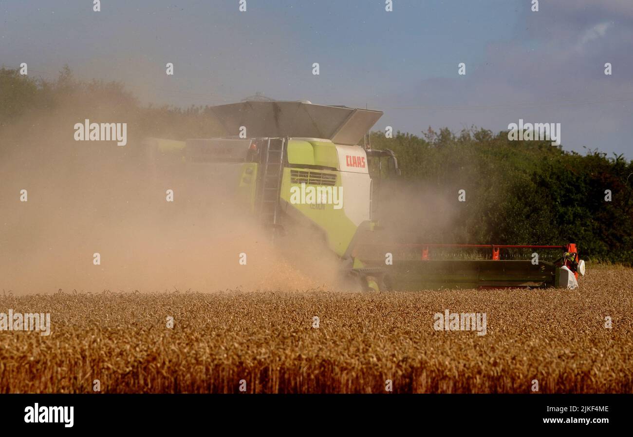 A combine harvester at work in a field near Newchurch on the Romney Marsh in Kent. Picture date: Tuesday August 2, 2022. Stock Photo