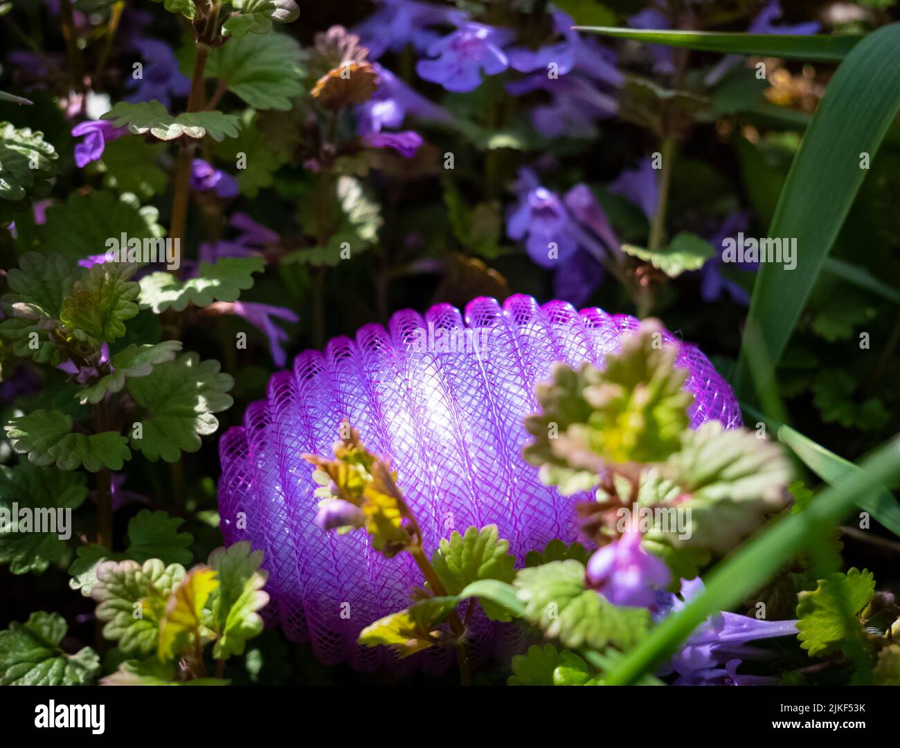 plastic-nylon-easter-egg-among-wild-orchids-stock-photo-alamy