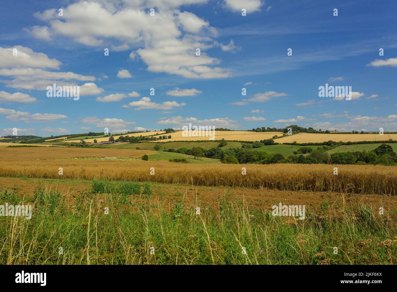 Beautiful, colourful countryside in summer time, Givendale, Yorkshire Wolds, UK, with agricultural crops, livestock, pastures and blue sky. Horizontal Stock Photo