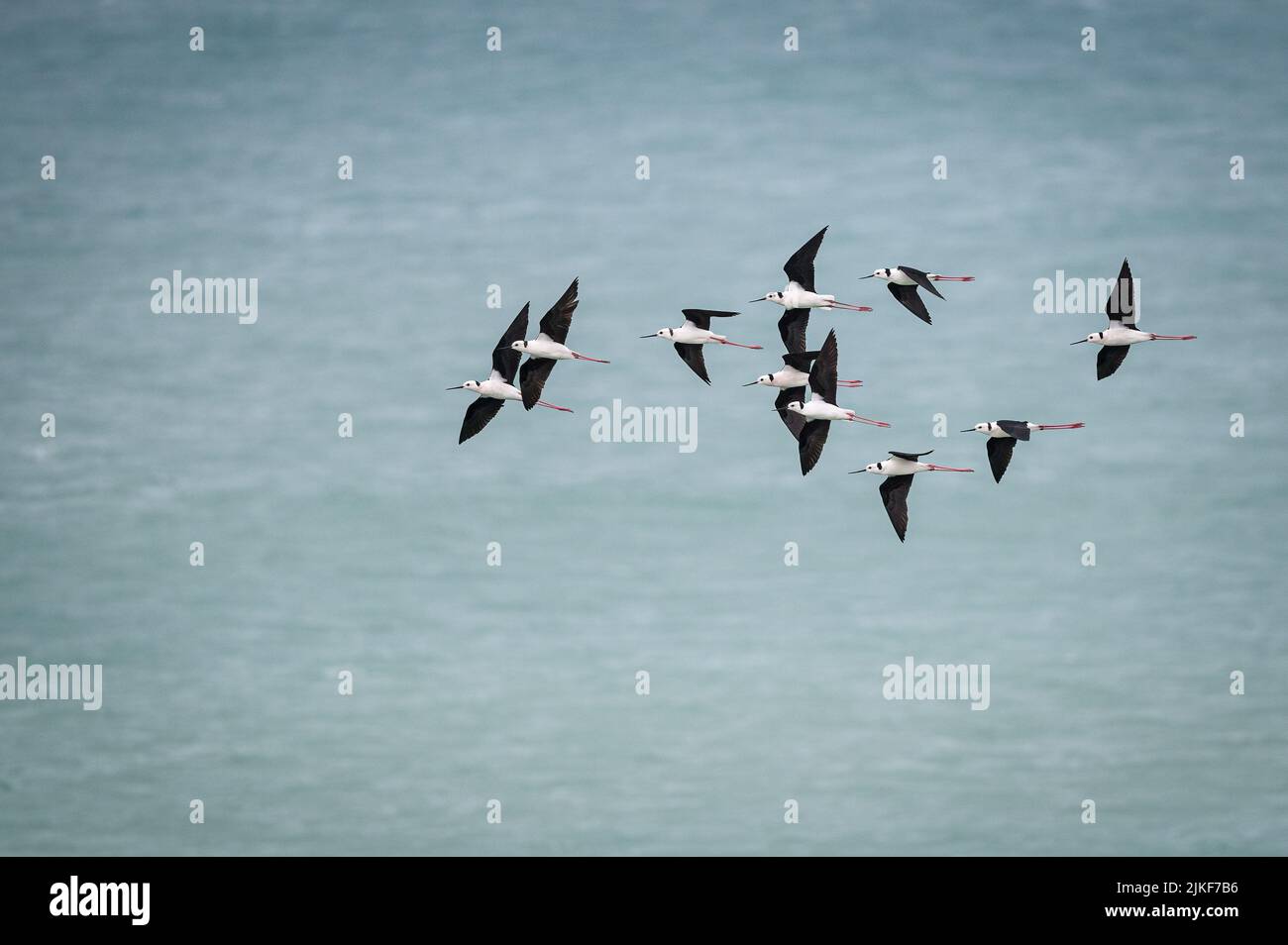 A flock of Black-winged Stilts in flight over the sea on Bremmer Island Resort on the Gove Peninsula in East Arnhem Land in the Northern Territory. Stock Photo