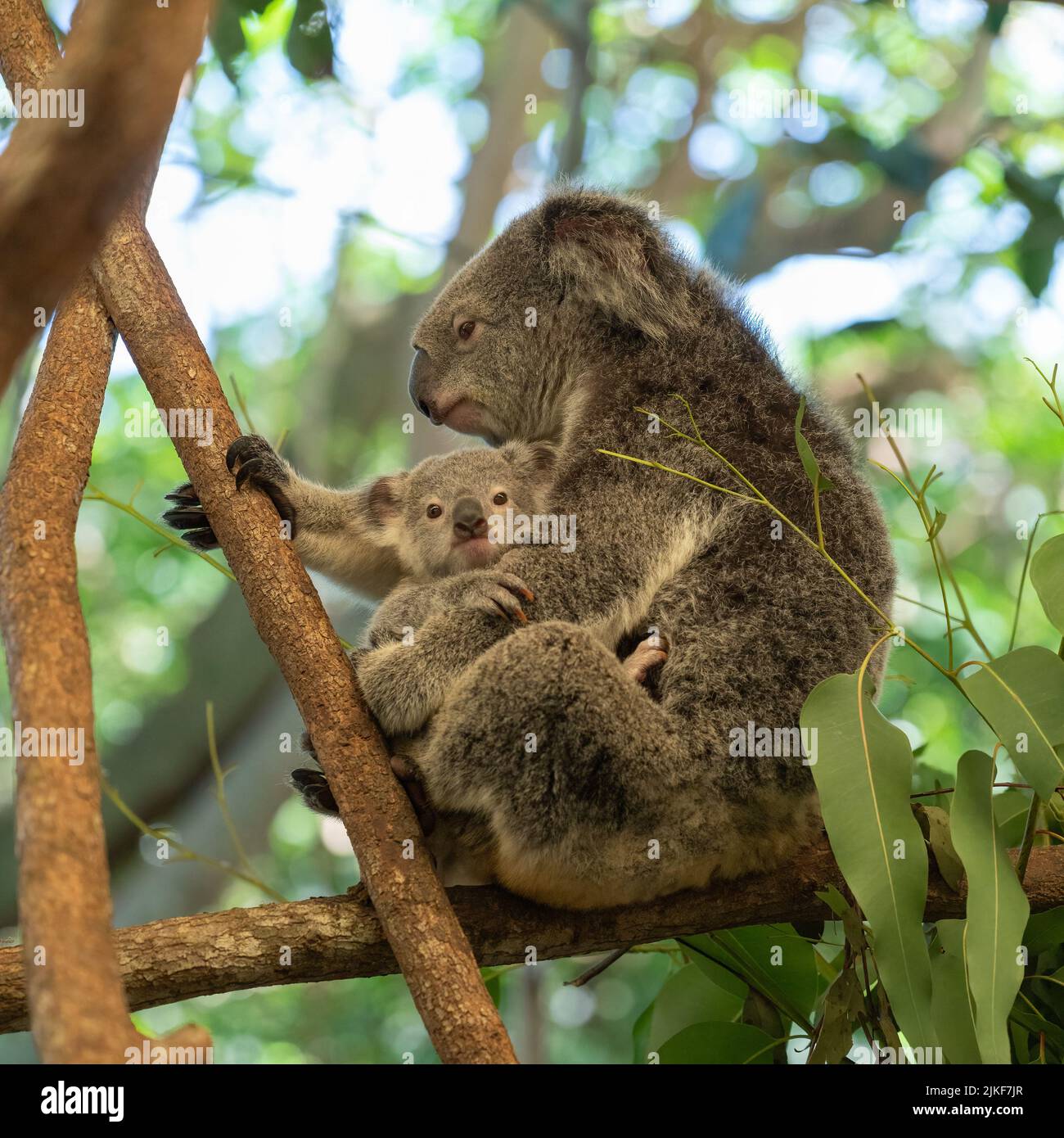A mother Koala sits resting on a branch of a gum-tree protectively cuddling its joey in Port Douglas, Queensland, Australia. Stock Photo