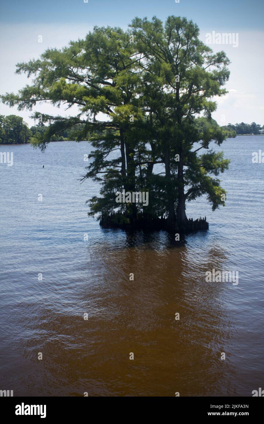 A vertical shot of Bald cypress tree growing in the lake water Stock ...