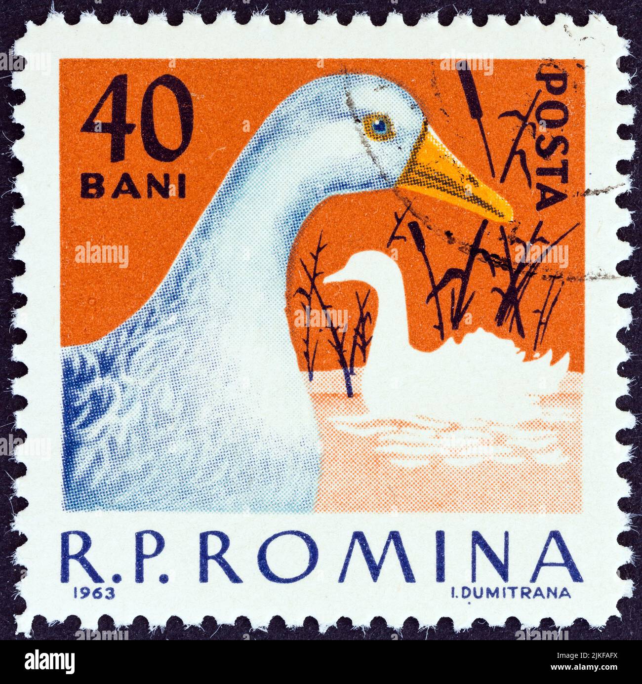 ROMANIA - CIRCA 1963: A stamp printed in Romania from the 'Domestic Poultry' issue shows Duck, circa 1963. Stock Photo