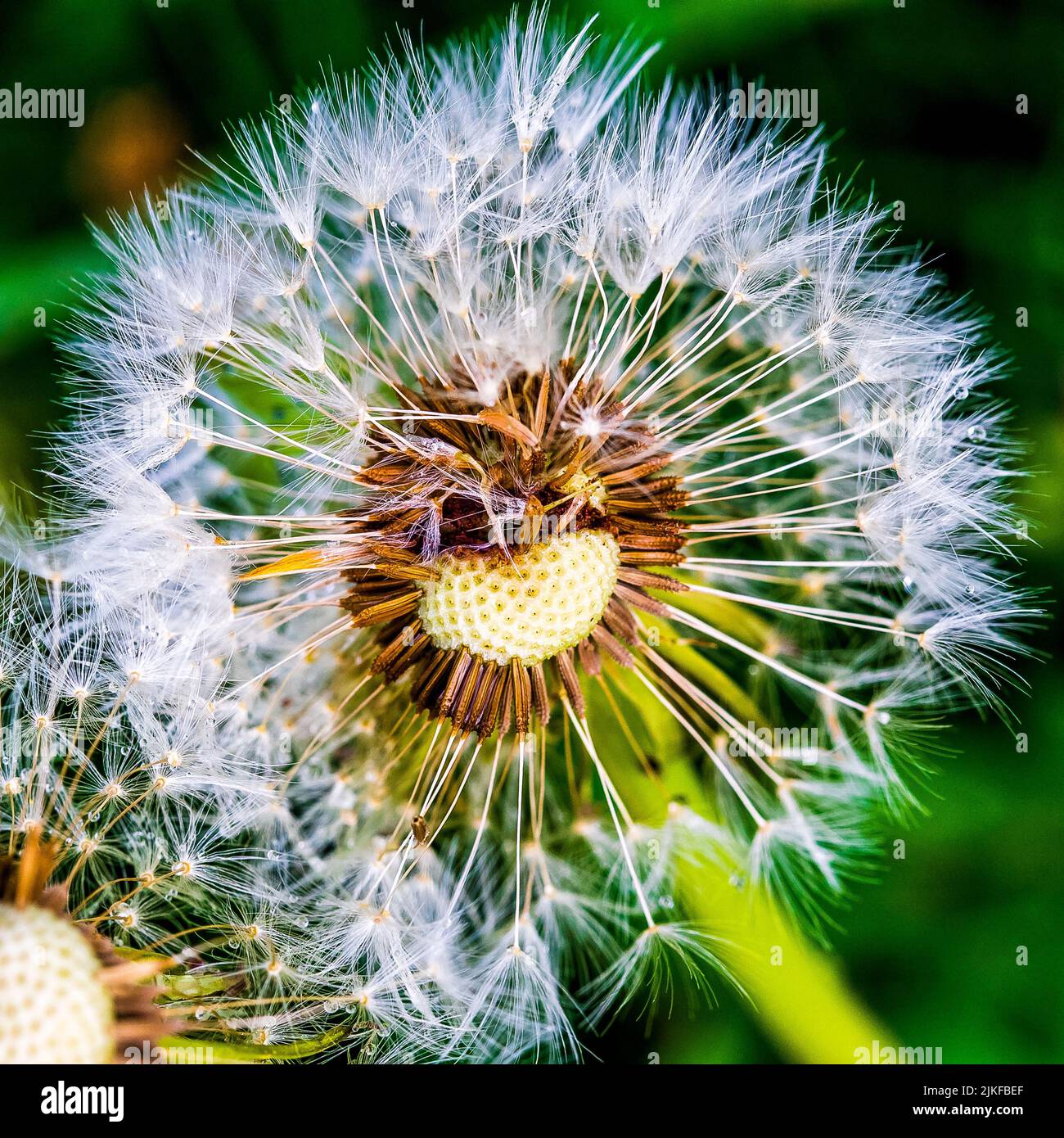 A macro shot of a dandelion (Taraxacum) growing against green plants Stock Photo