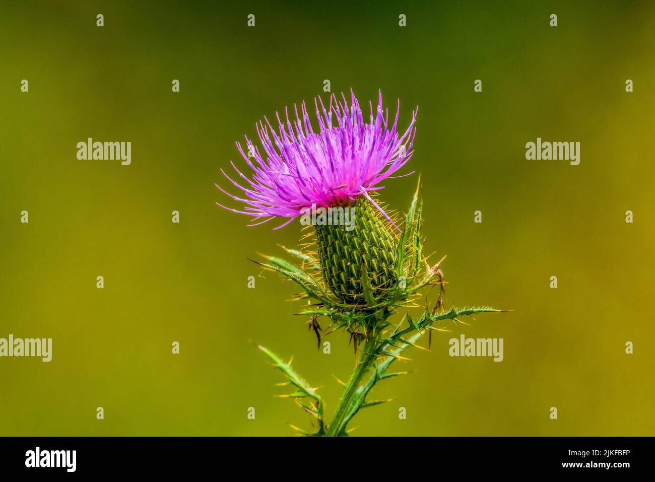 A closeup of Milk thistle growing against green plants Stock Photo