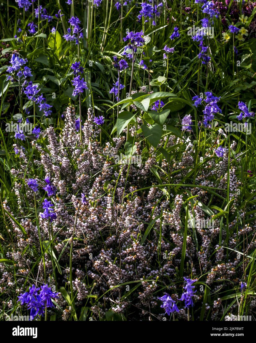 A vertical closeup of white heather growing with bluebells against green plants Stock Photo