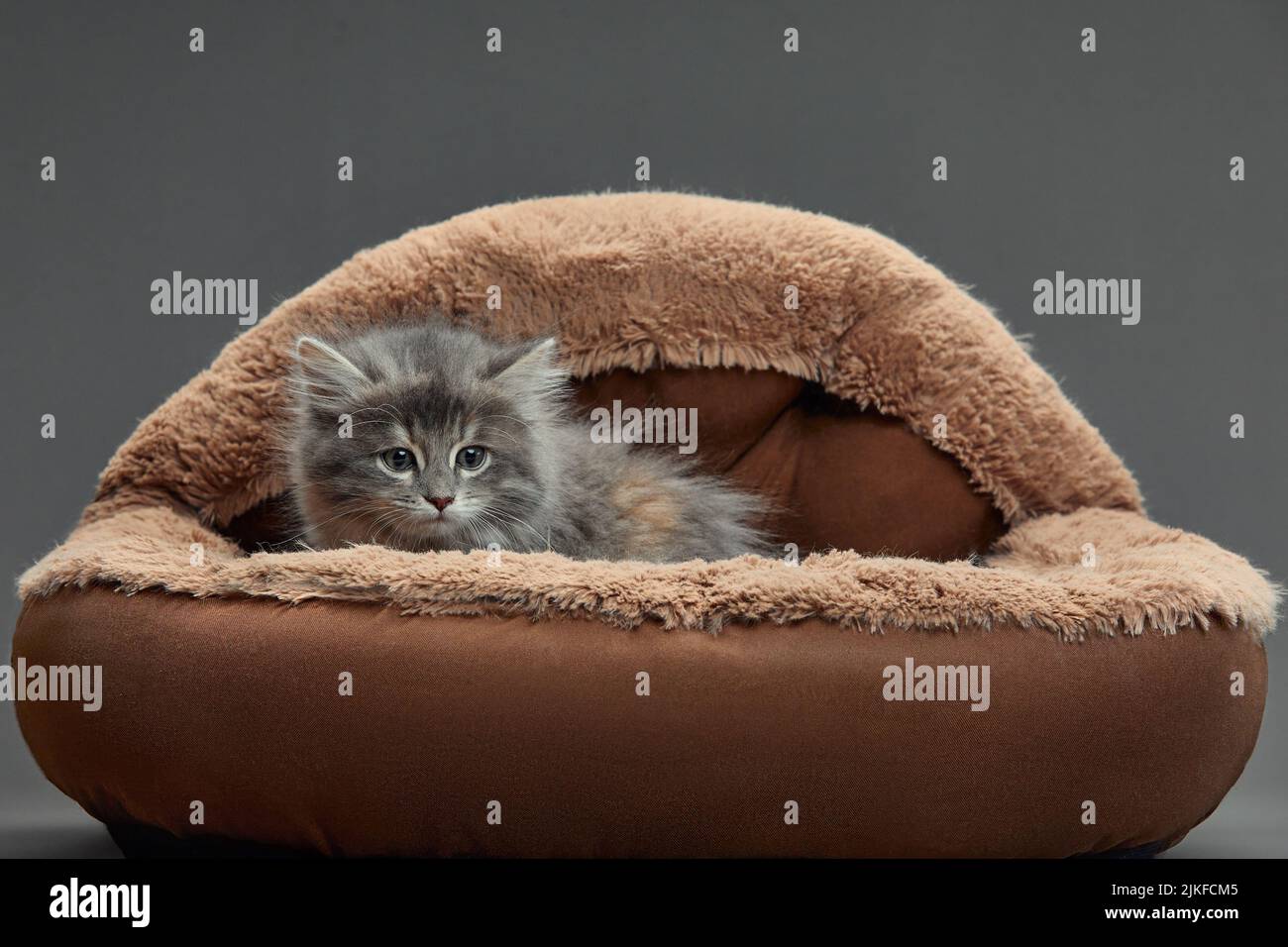 Happy kitten sit on gray fluffy pet bed. Cat comfortably nap relax