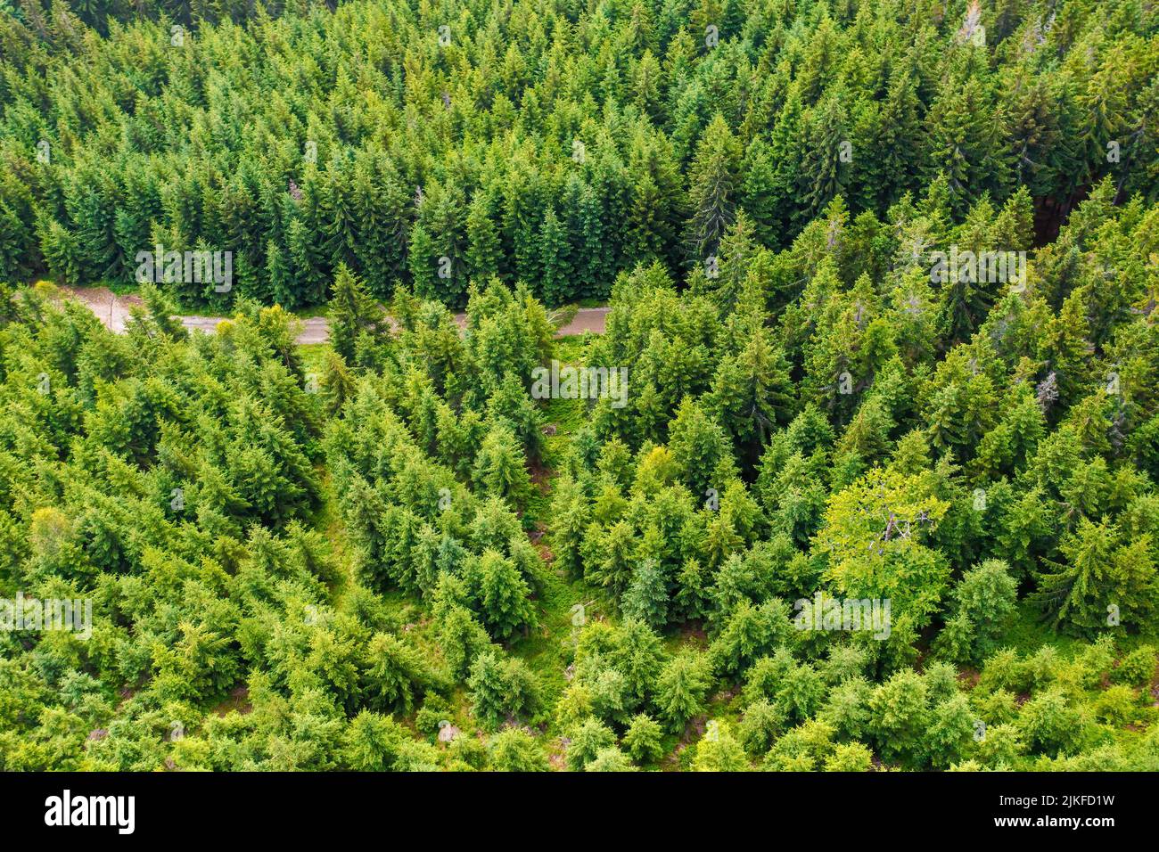 Aerial view of amazing landscape with high trees on the hills in a summer sunny day, Dolni Morava, Czech Republic. Stock Photo