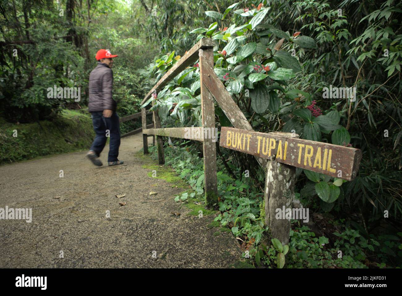 A man walking on a trail in the middle of mountain vegetation at Mount Kinabalu Botanical Garden in Kinabalu Park, Ranau, Sabah, Malaysia. Stock Photo