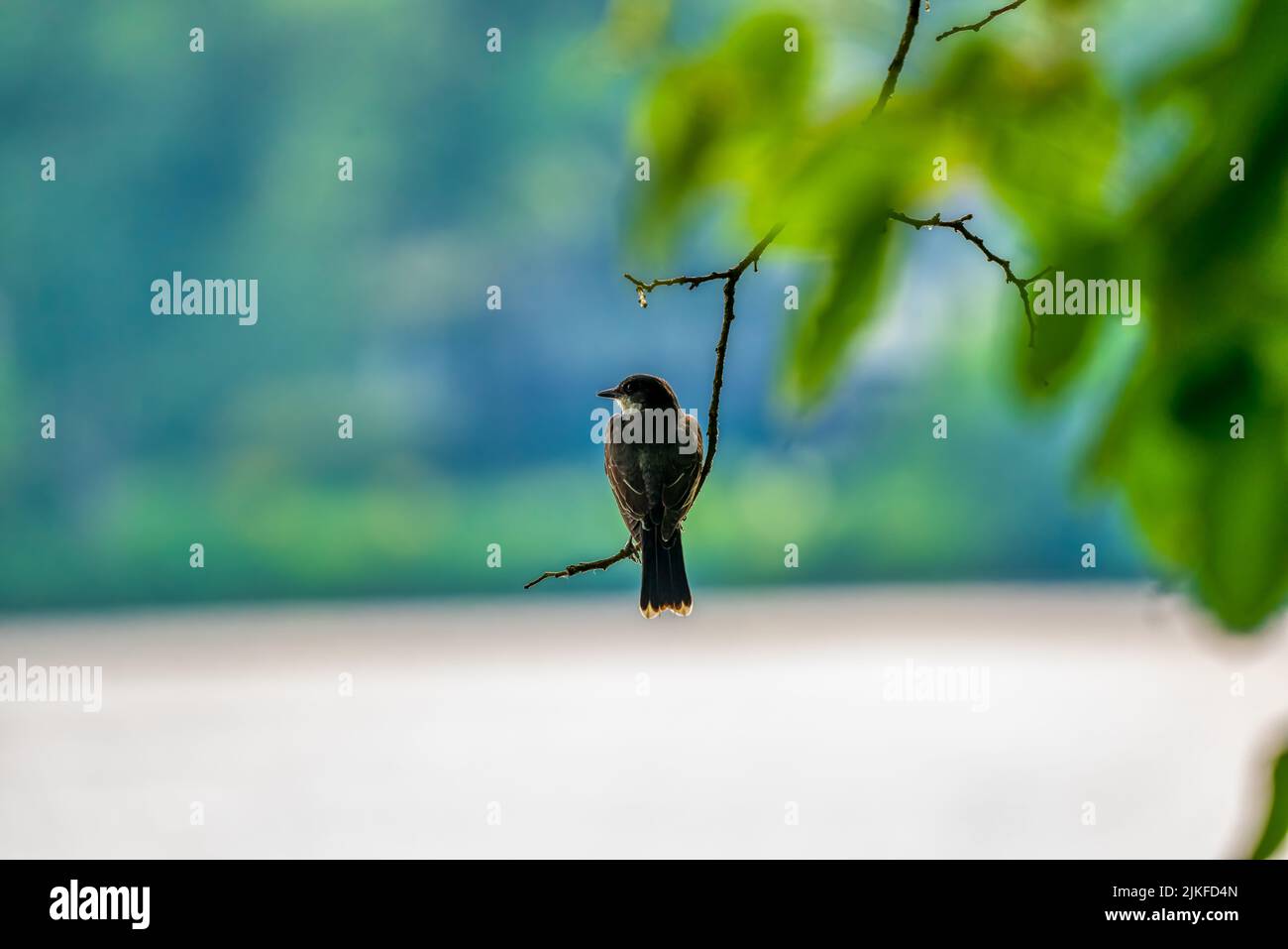 A closeup of an Eastern kingbird perched on a tree branch Stock Photo