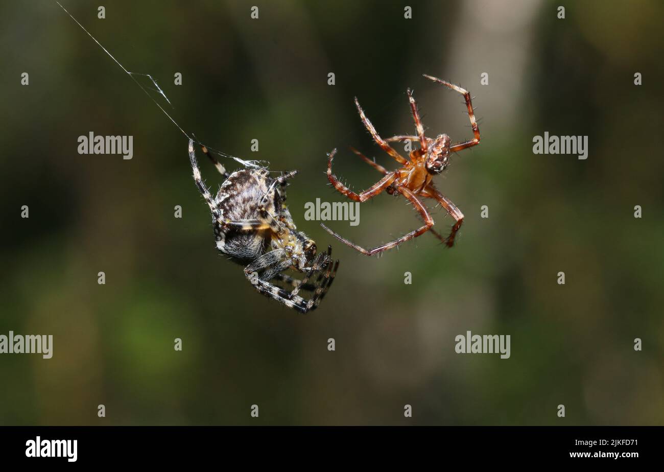 Two spiders fighting against each other Stock Photo Alamy