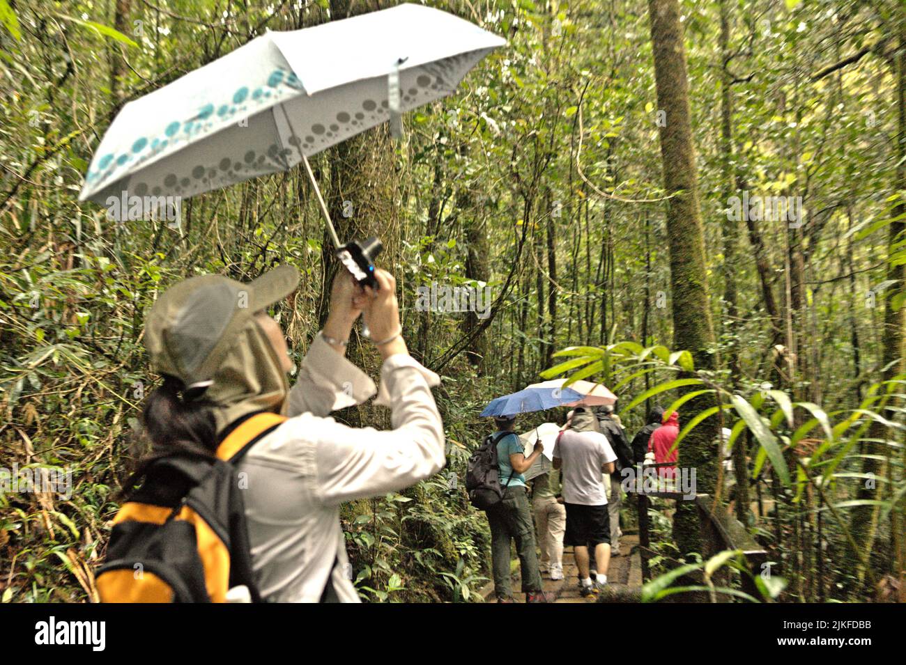 A visitor taking picture while carrying an umbrella, as she is pausing from walking on a trail in the middle of mountain vegetation at Mount Kinabalu Botanical Garden in Kinabalu Park, Ranau, Sabah, Malaysia. Stock Photo