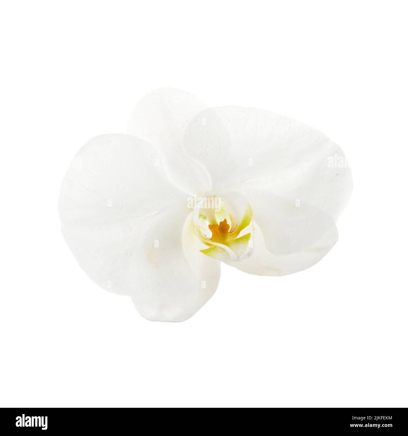 Beautiful white orchid flower isolated on white background Stock Photo ...