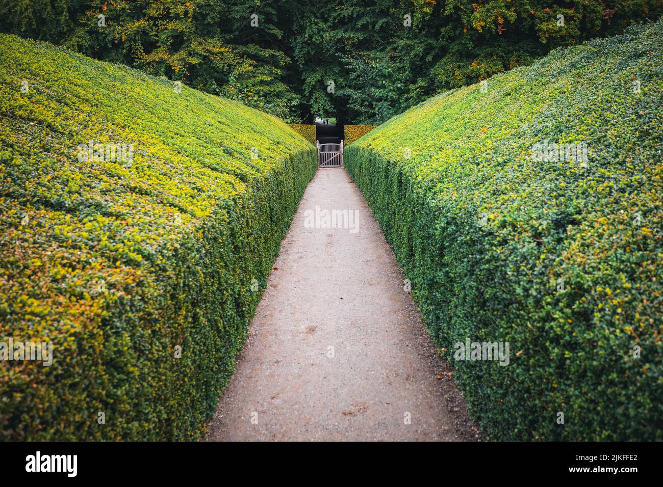 Geometrically cut natural fence on alley in Bernstorff park community garden in Gentofte, Denmark Stock Photo